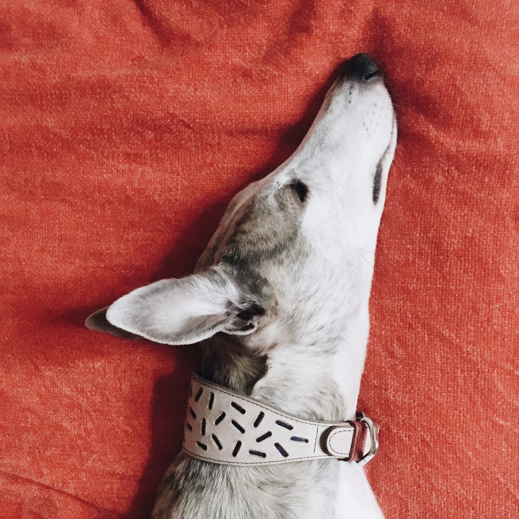 Habók sleeping tight in his Blue Bauhaus Greyhound Collar (Whippet)