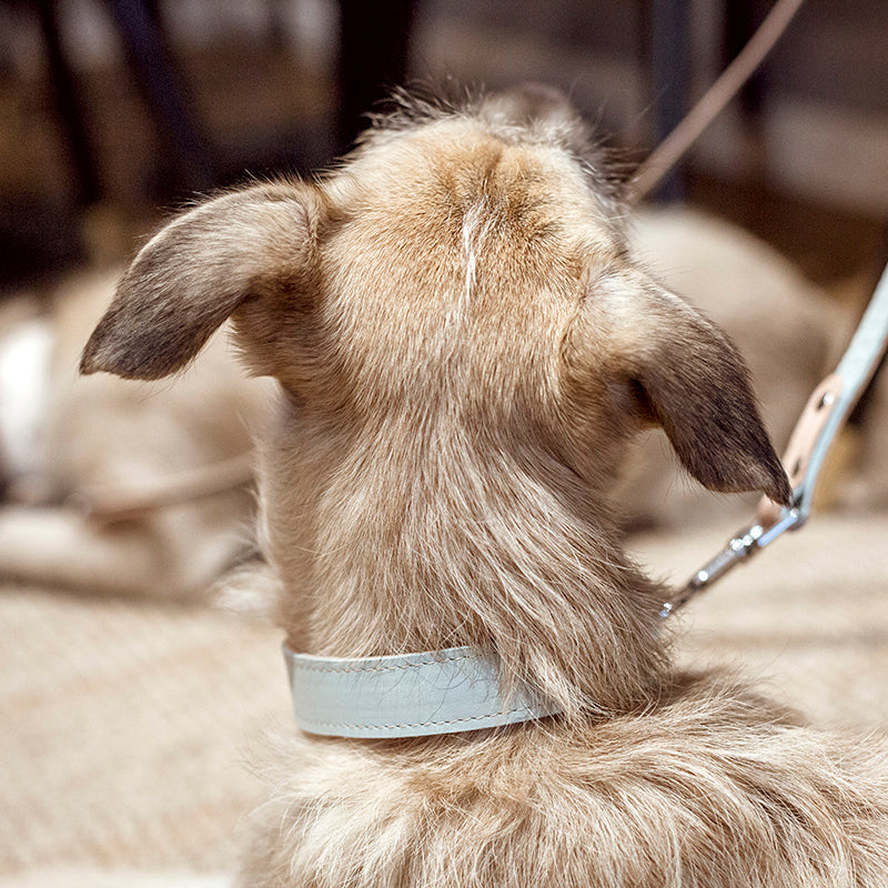 Basic nyakörv rövidebb nyakú kutyáknak