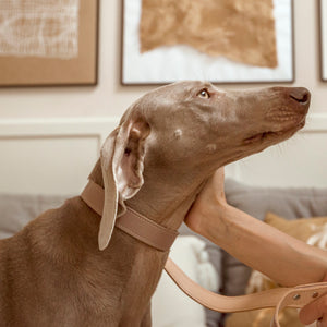 A kép megnyitása diavetítésben, Basic nyakörv rövidebb nyakú kutyáknak

