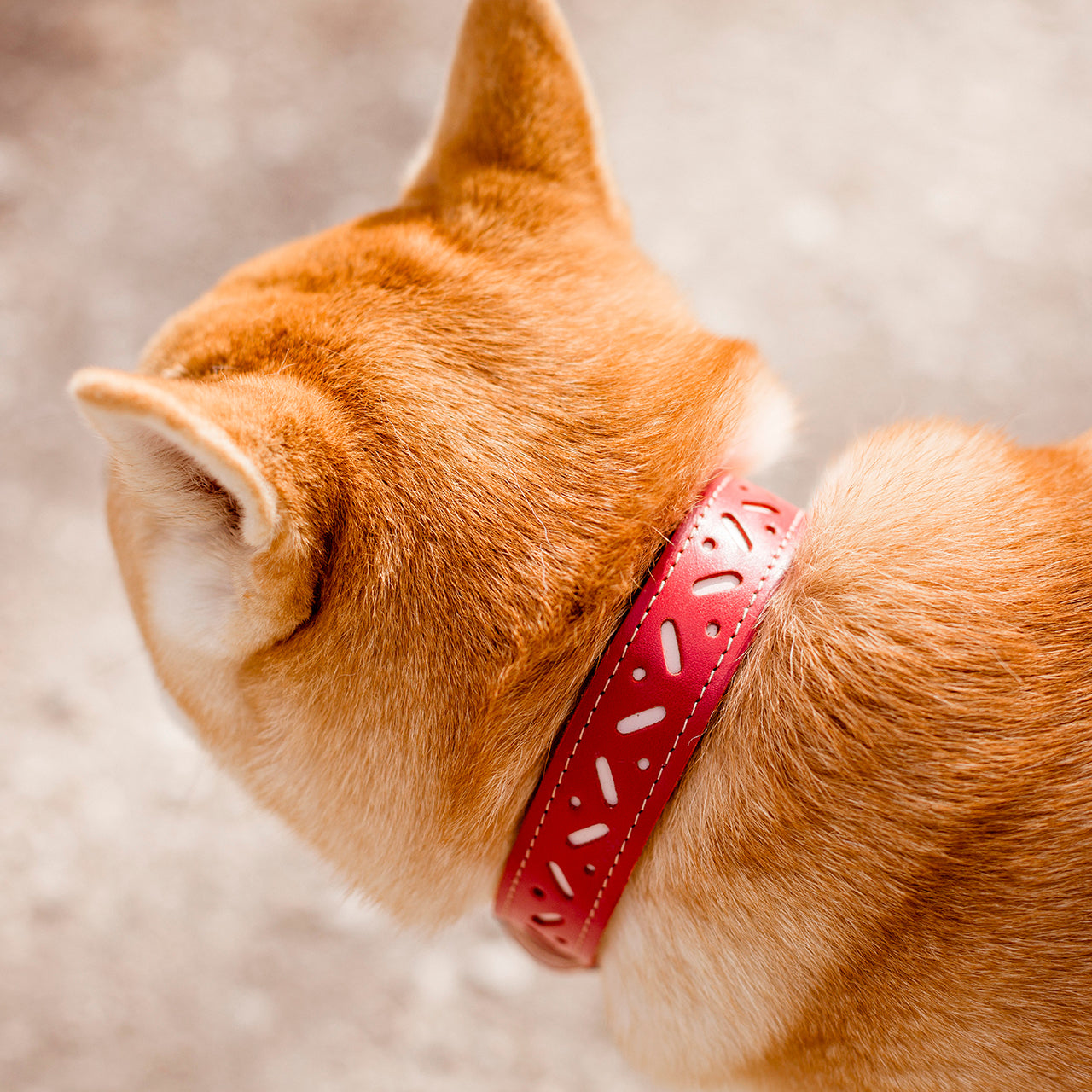 Limited edition New Bauhaus collar for dogs with shorter neck